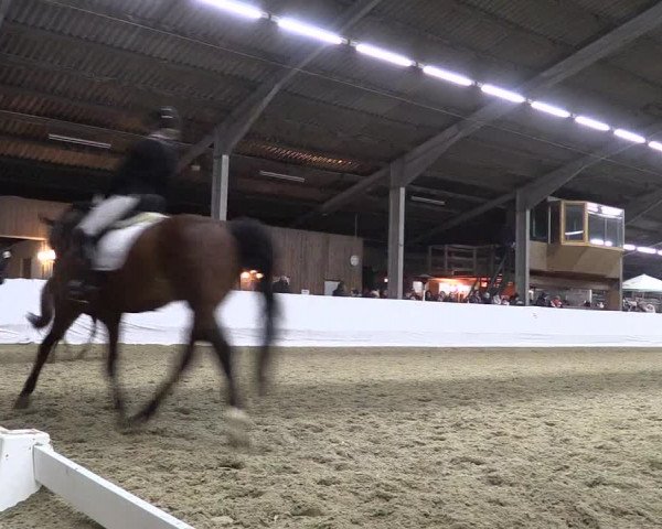 Reitturnier Greven 2018