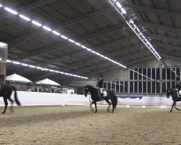 Reitturnier Greven 2018
