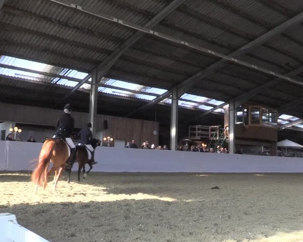 Reitturnier Greven 2018