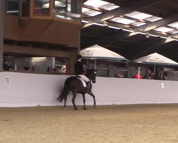 Reitturnier Greven 2018
