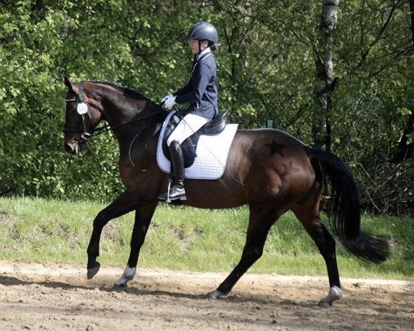 dressage horse Dahlina (Hanoverian, 2009, from Dancier)