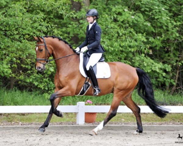 dressage horse Balsamico (Bavarian, 2011, from Bvlgari) dressage horse Balsamico (Bavarian, 2011, from Bvlgari)