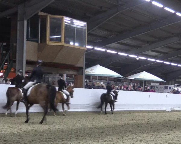 Reitturnier Greven 2018