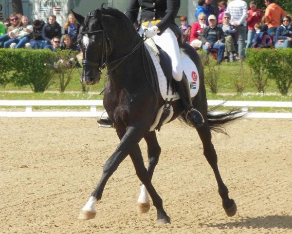 Dressurpferd Vinducath (KWPN (Niederländisches Warmblut), 2002, von Sandro Hit)