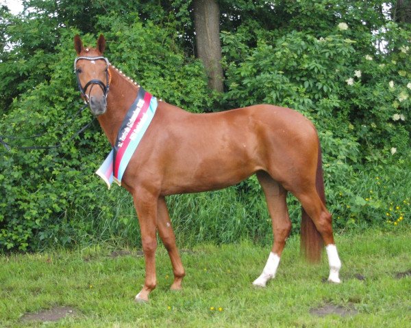 broodmare Destano's Wolke JM (Hanoverian, 2013, from Destano)