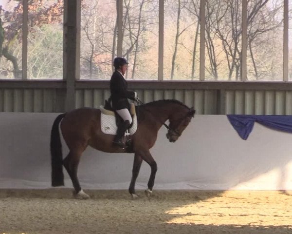Reitturnier Greven 2018