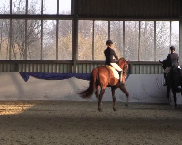 Reitturnier Greven 2018