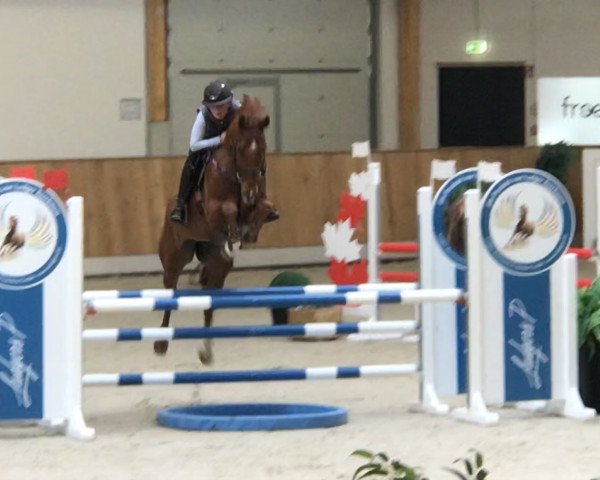 Springpferd Charly (Rheinländer, 2011, von Contago)