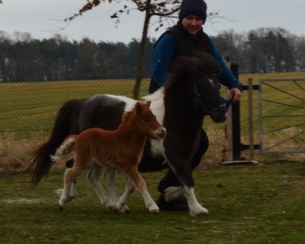 horse Toktok von Repgow (Shetland pony (under 87 cm), 2018, from Thorax von Repgow)