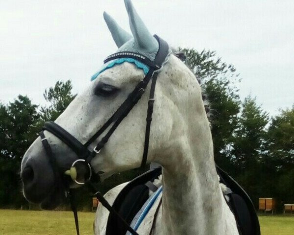 jumper Tajulah Ask (Danish Warmblood, 2005, from Casir Ask)