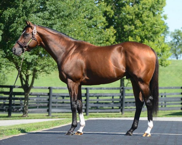 stallion Mshawish xx (Thoroughbred, 2010, from Medaglia d'Oro xx)