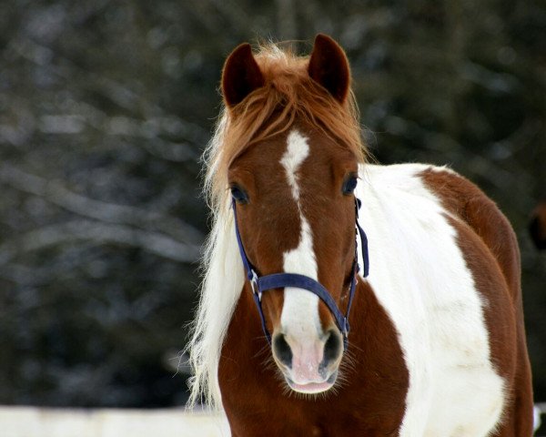 Pferd Papillon (Deutsches Reitpony, 2015, von Pares von Lauterbach)