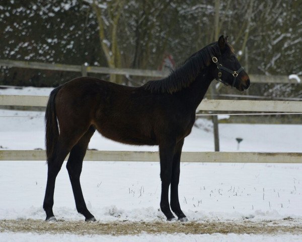 horse Hengst von Adzaro de l'Abbaye / Coriano (Bavarian, 2017, from Adzaro de l'Abbaye)