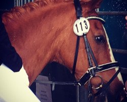 dressage horse Twix 3 (Luxembourg horse, 1993)
