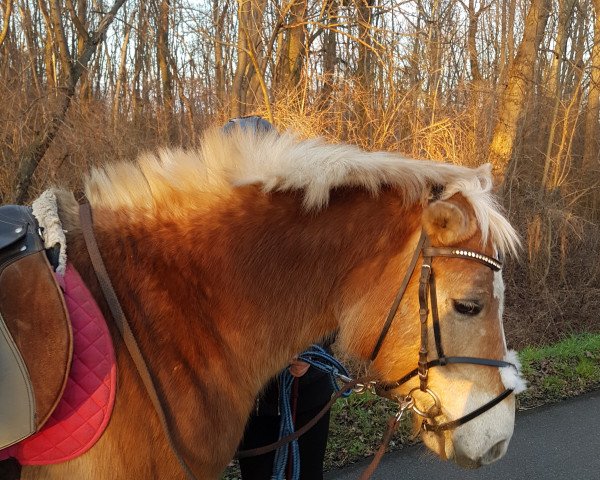 horse Lissy (Haflinger, 2002, from Mozart (7,81% ox))