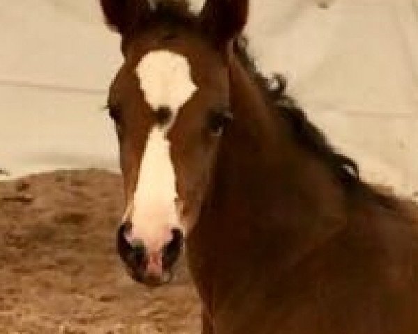 horse Looking Good (Hanoverian, 2018, from Licotus)