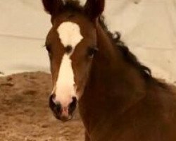 Pferd Looking Good (Hannoveraner, 2018, von Licotus)