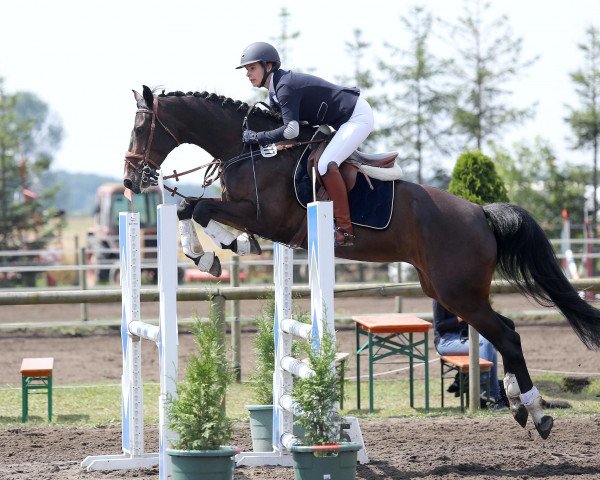 jumper Suma 4 (Oldenburg, 2011, from Olympic Fire 5)