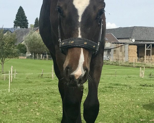 horse Eine Ehre (Hanoverian, 2017, from Ehrenpreis)