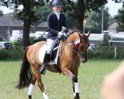 dressage horse Dynamite Sunshine (German Riding Pony, 2011, from FS Don't Worry)