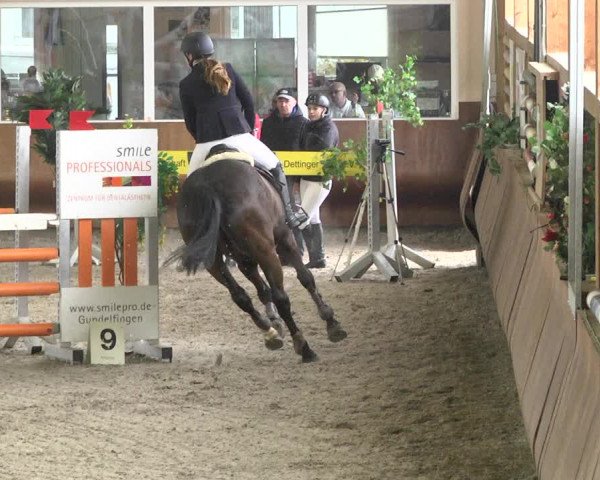Reitturnier Dettingen 2018