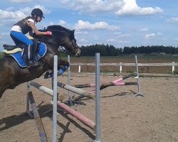 horse Latino 339 (Pony without race description, 2005)