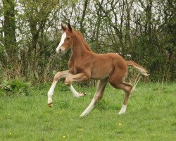 dressage horse Designed by Delorean (Hanoverian, 2017, from DeLorean)
