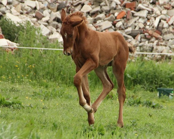 horse Likedeeler (Rhinelander, 2015, from Expression)