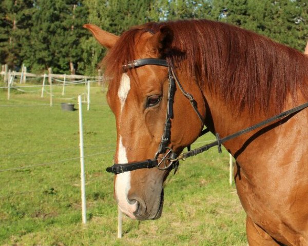 jumper John Vitara (Little German Riding Horse, 2004, from Jonny)