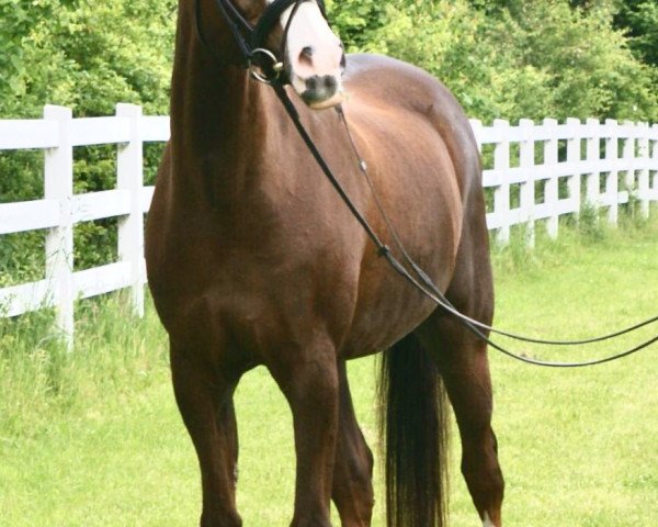 horse Pinocchio 248 (unknown, 1996)