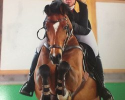 jumper Cuba libre (Hanoverian, 2007, from Contendro I)