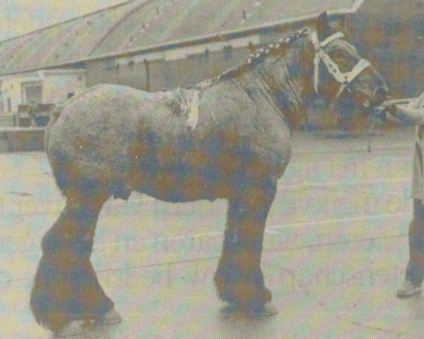 horse Albion van 't Molenhof (Dutch Heavy Draft, 1980, from Rivaal van Boekel)