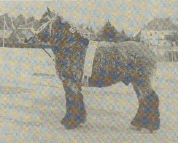 Deckhengst Victor van Marknesse (Niederländisches Kaltblut, 1979, von Horizon Tersaet) Deckhengst Victor van Marknesse (Niederländisches Kaltblut, 1979, von Horizon Tersaet)