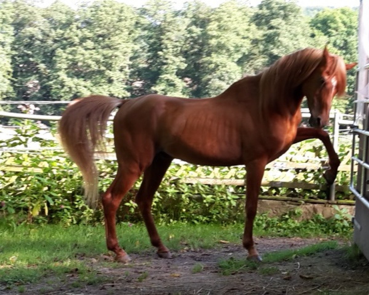 Deckhengst Esteban Ibn Estopa Son ox HB (Vollblutaraber, 1992)