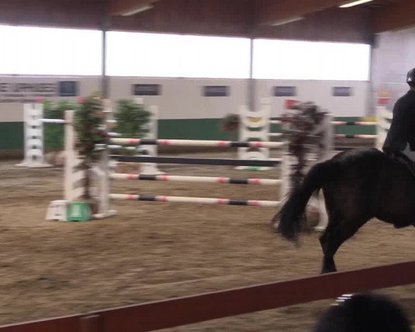 Reitturnier Warendorf-Freckenhorst 2018