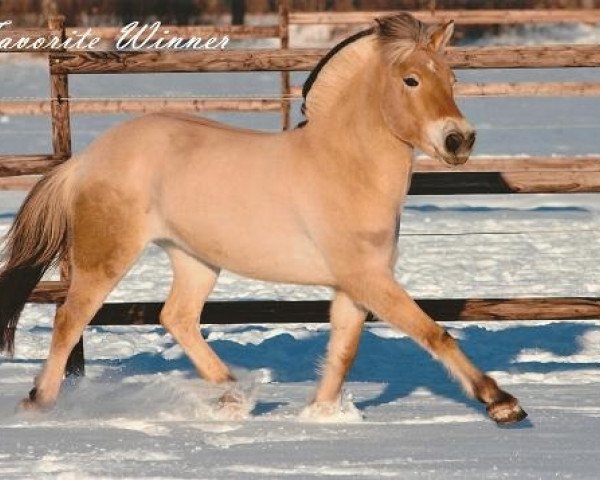 horse Fanny (Fjord Horse, 2004, from Rånn N.2659)