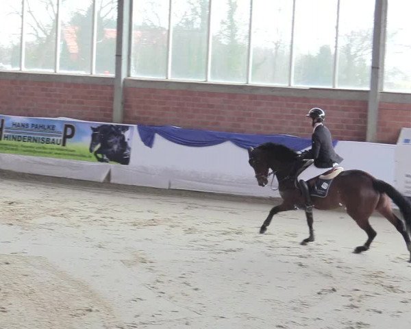 Reitturnier Greven 2018