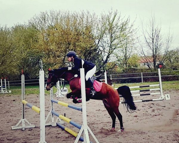 broodmare Dream-Girl 8 (German Riding Pony, 2012, from Friedrichshof Dark Dream)