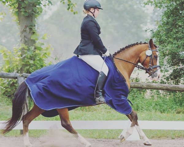 dressage horse Dream-Dancer 6 (German Riding Pony, 2012, from Friedrichshof Dark Dream)