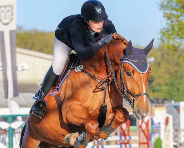 stallion Angelo Z (Zangersheide riding horse, 2012, from Arko III)