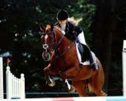 jumper Wega Star (Oldenburg, 2000, from Wild Life)