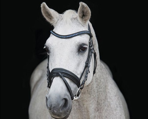 broodmare White Witch (Rhinelander, 1990, from Wunderbar)