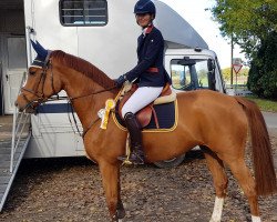 broodmare Pandora P 3 (Hanoverian, 2012, from Perigueux)