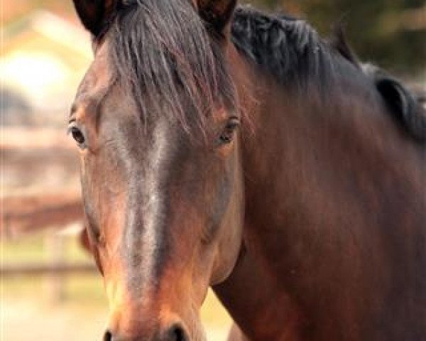 horse Rasmus (Sachse, 1999, from Royal de Saxe)