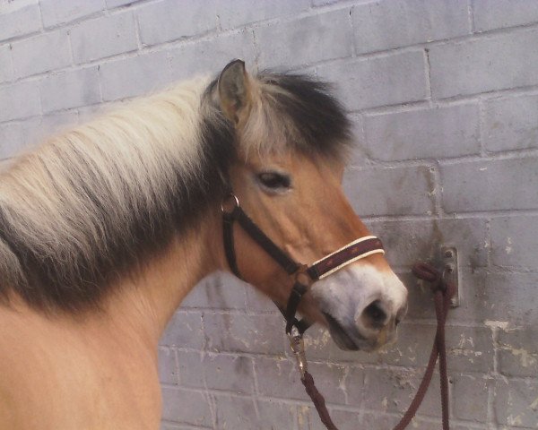 broodmare Hella (Fjord Horse, 1994, from Haavard)