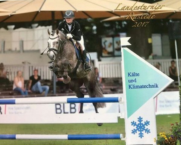 dressage horse Carlsson 75 (German Riding Pony, 2012, from Chelsea London) dressage horse Carlsson 75 (German Riding Pony, 2012, from Chelsea London)