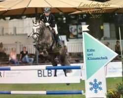 dressage horse Carlsson 75 (German Riding Pony, 2012, from Chelsea London)