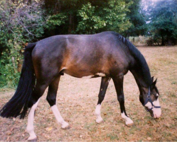 horse Pirat 281 (Saxony-Anhaltiner, 1999, from Prinz Artwig)