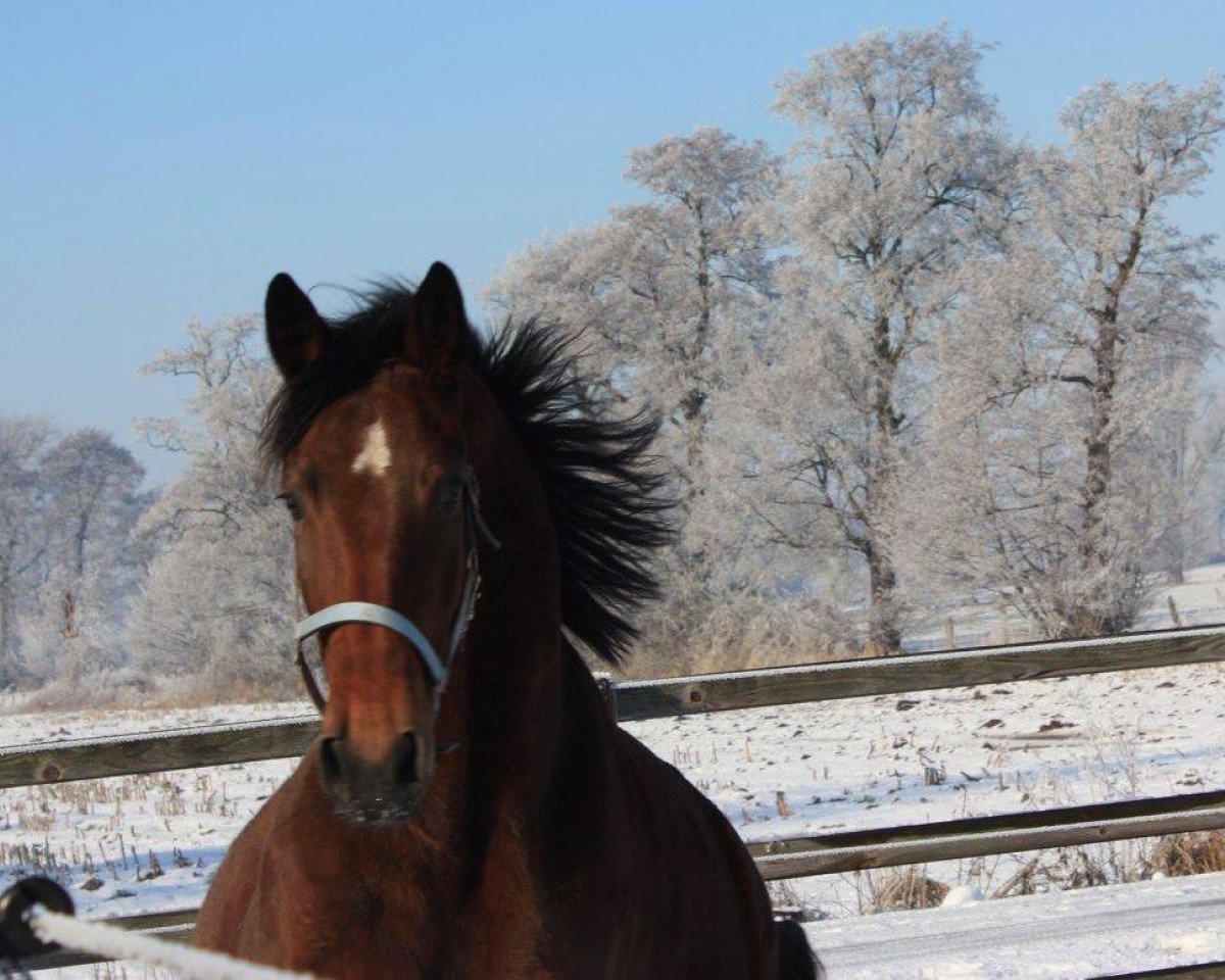 broodmare Della (Hanoverian, 2011, from Diamond Hit)