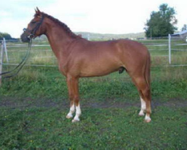 horse Coco Loco 6 (Württemberger, 2004, from Cleverboy)